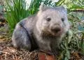 Avatar von Wombat